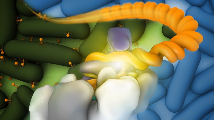 CRISPR systems are used by microbes to fight off attacks, such as from the Pseudomonas aeruginosa bound to an invading phage DNA