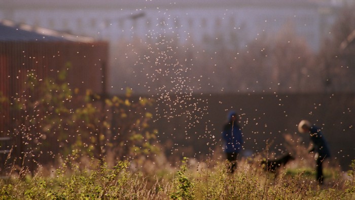 Insects such as these are less plentiful in Germany than they used to be.