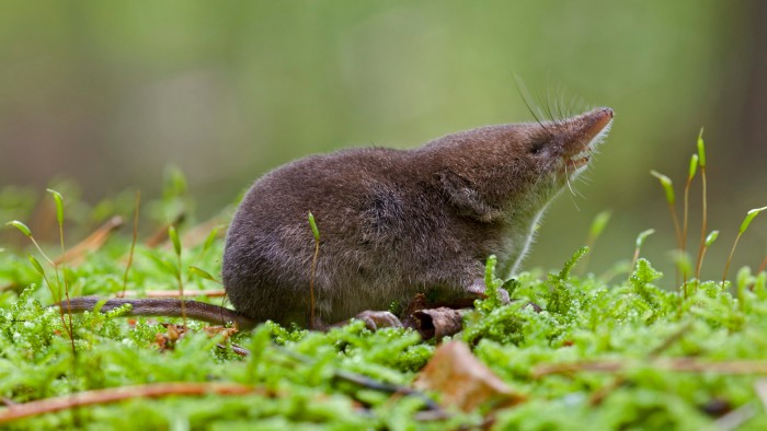 Common shrews have very fast metabolisms, so reducing energy demands could be a boon in lean times.