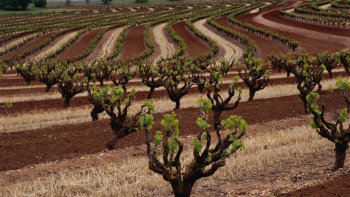 Patterns of molecular groups on the DNA of grapevines, such as these in Australia’s Barossa Valley, vary between vineyards.