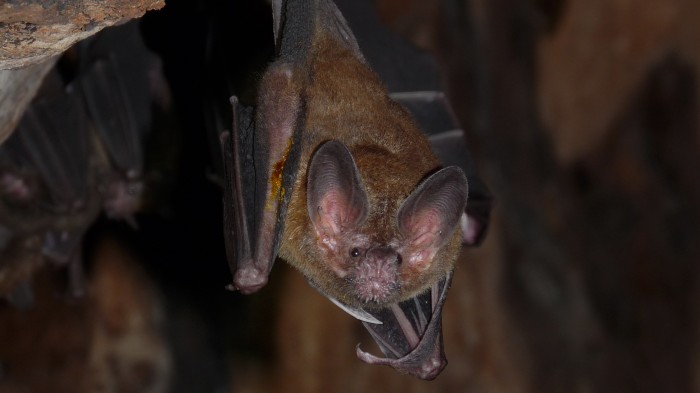 A male fringe-lipped bat flashes his stinky arm crust.