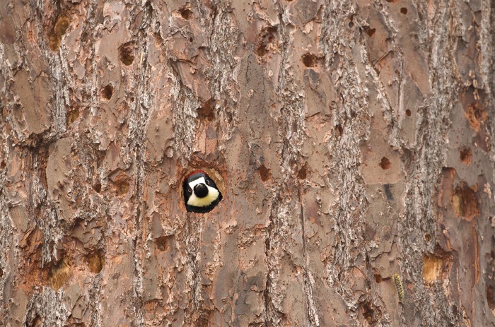 Acorn Woodpecker peeks her head out of her nest cavity inside a tree. California.