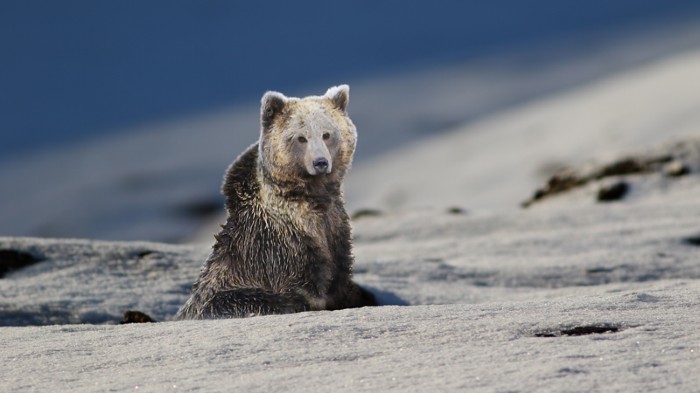 Yetis Prove Themselves Elusive Once Again Research Highlights