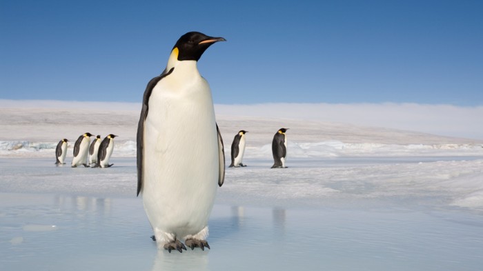 Even the 1.2-metre-tall Emperor penguin is smaller than a newly discovered penguin species that lived some 60 million years ago.