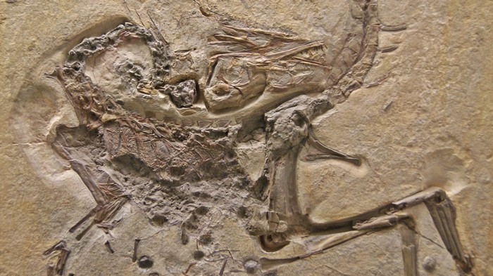 Compsognathus longipes