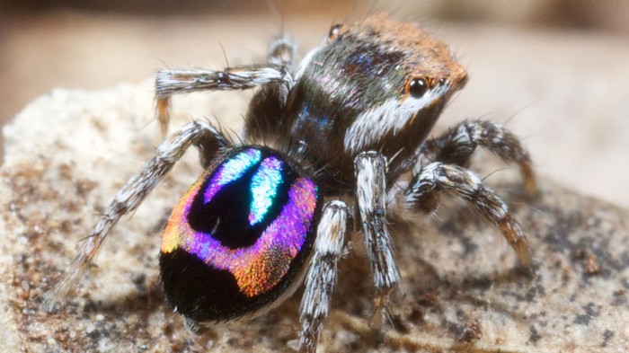 Maratus robinsoni