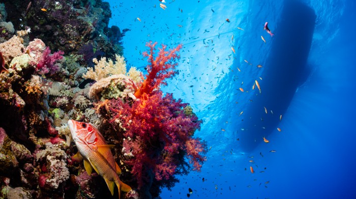 A boat floating above a coral reef