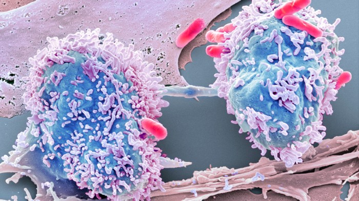 Dividing colorectal cancer cell and bacteria cells