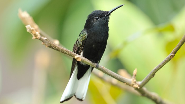 Black jacobin hummingbird perched on a branch