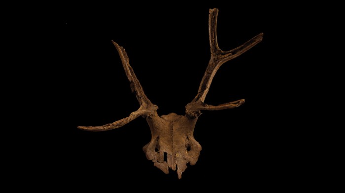 An antler headdress or mask from Star Carr