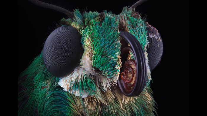 Microscopic image of butterfly head
