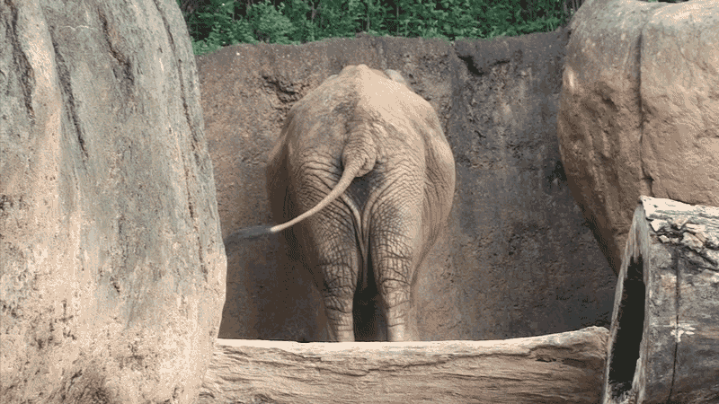 An elephant swinging its tail