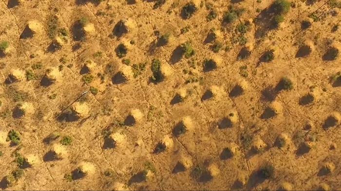 Aerial view of termite mound network