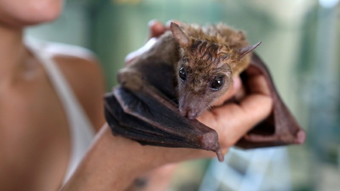 New Ebola-like virus found in a Chinese bat's liver : Research ...