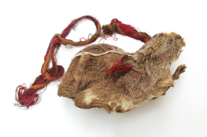 The Inca Bedecked Their Sacrificial Guinea Pigs With