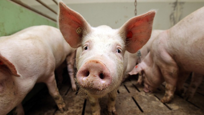 A pig in a pen on a farm