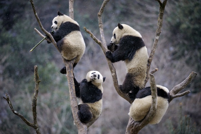 wo long fallen dynasty panda