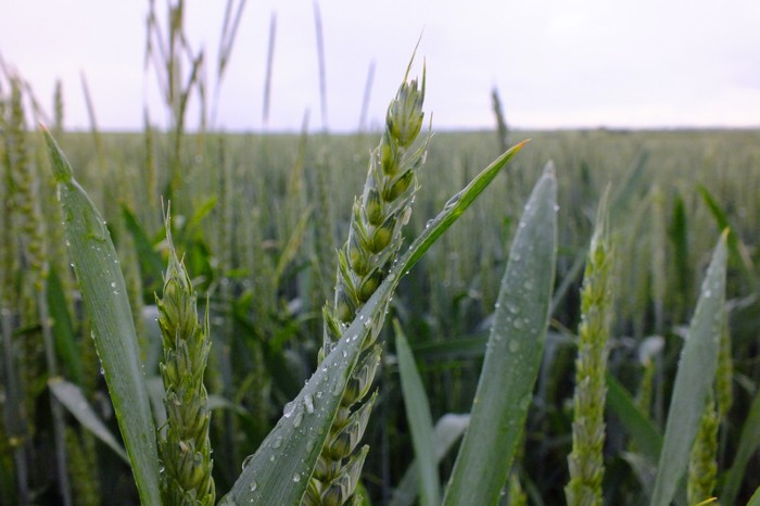 Closeup of wheat crops covered in water droplets
