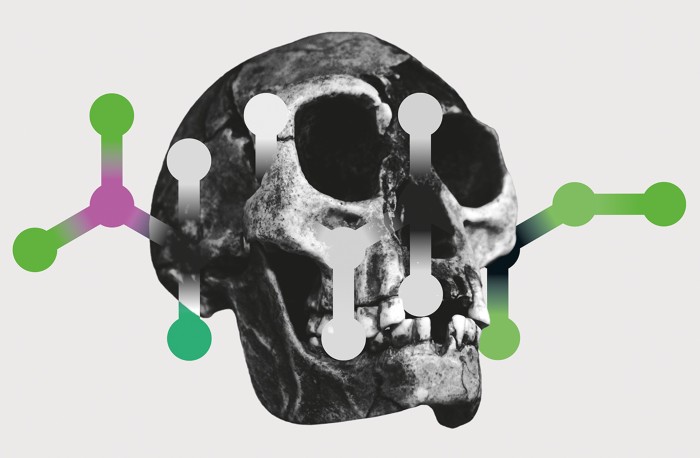 Crânio de Homo floresiensis