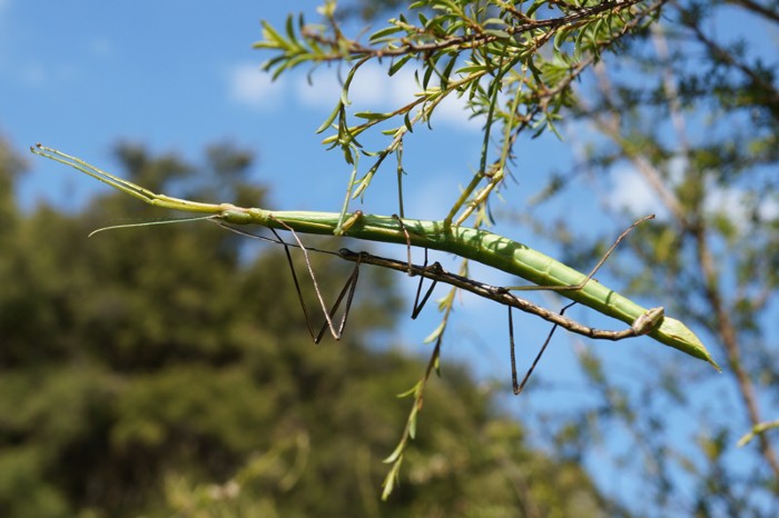 Clitarchus hookeri stick insects, male and female pair