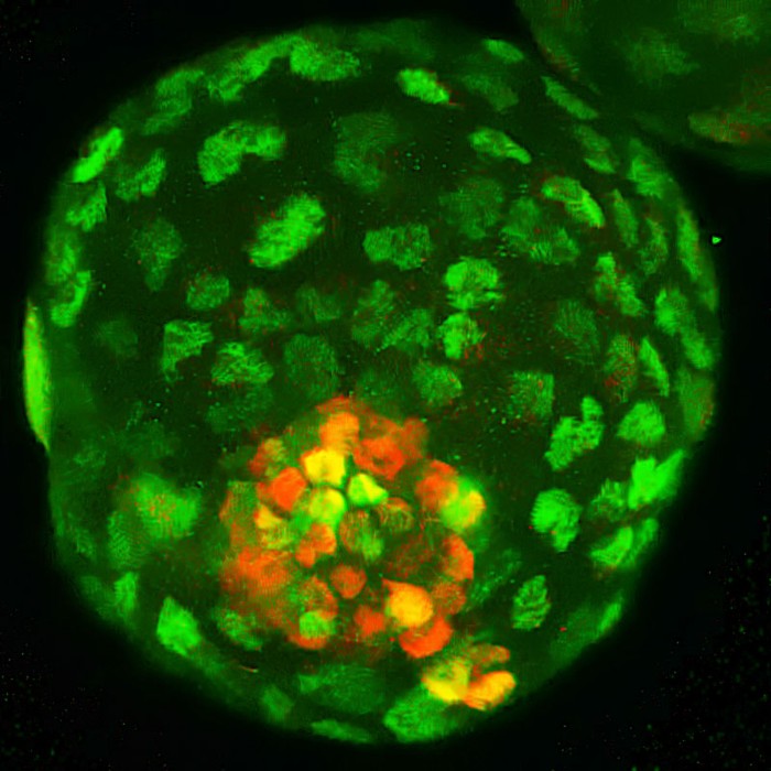 A blastoid generated from a single extended pluripotent stem (EPS) cell.