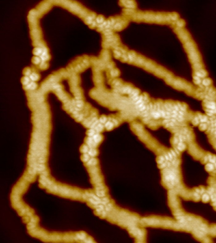 nc-AFM image of carbon nanoribbons on Au(111).