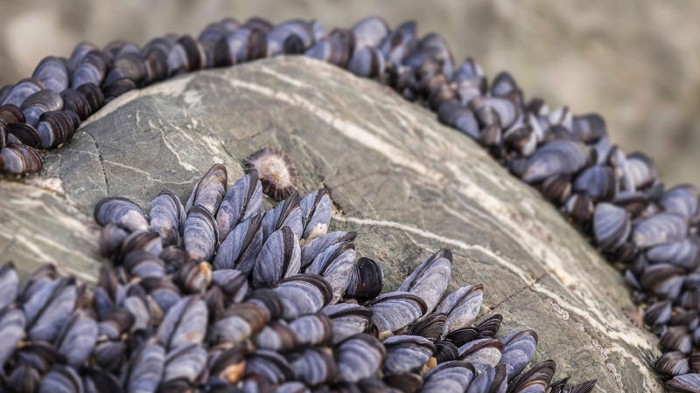 A bed of common mussels. Mytilus edulis in Little Fistral, Cornwall, UK.