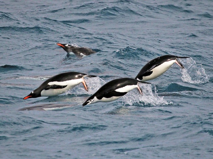 Gentoo and Chinstrap penguins in waters around the Antarctic Peninsula.
