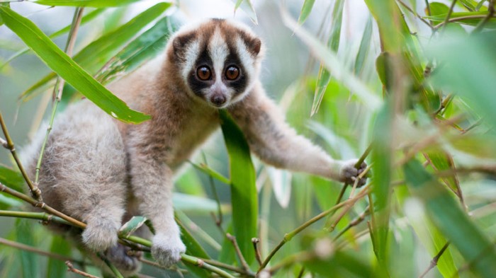 Bridges in the sky help slow lorises keep to the trees : Research ...