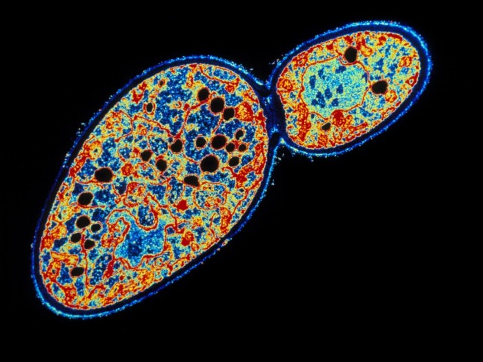 Egg-shaped cell with colourful interior and smaller egg-shaped bud on black background.