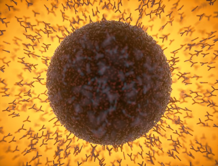 Illustration of y-shaped antibodies responding to a spherical coronavirus particle