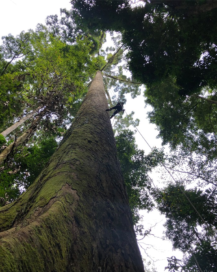 Why Borneo S Trees Are The Loftiest On Earth Research Highlights