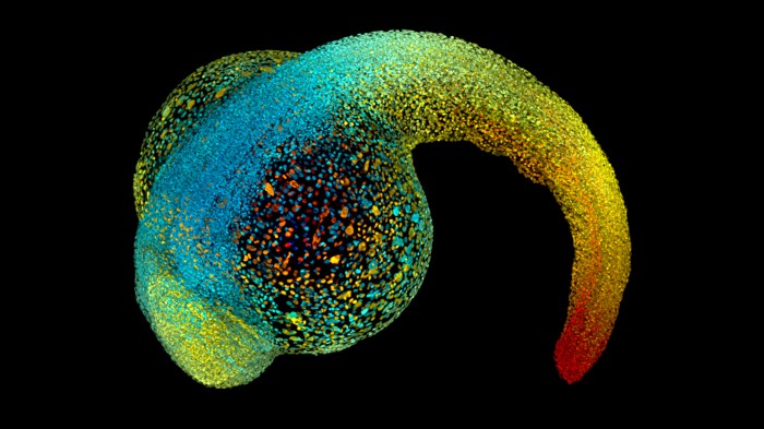 Microscopic image of a zebrafish embryo 22 hours postfertilization