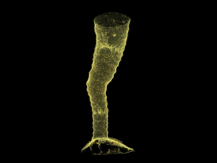 Micro-CT 3D visualization showing a polyp: a rough yellow tube on a black background.