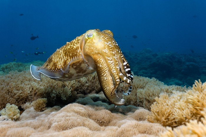 Common Cuttlefish