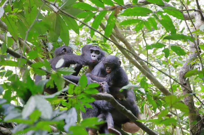 Banobo Bonobo (2014)
