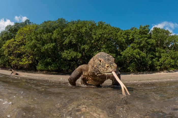 Komodo dragon