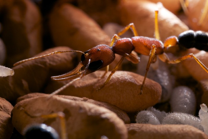 Jumping ant guarding pupae and larvae at the nest