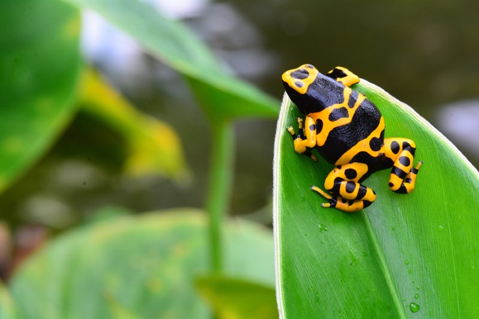 A black and yellow poison dart frog sitting on a leaf