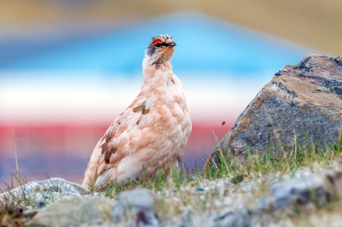 Male Rock Ptarmigan, Svalbard