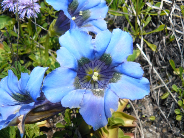 Gentiana ligustica plant species