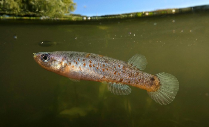 Mangrove killifish