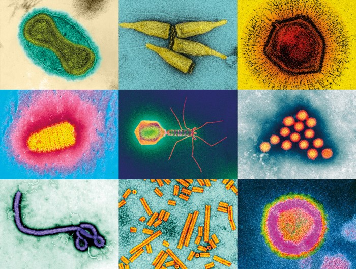 A composite image of nine coloured micrographs of virus species with different shapes and sizes