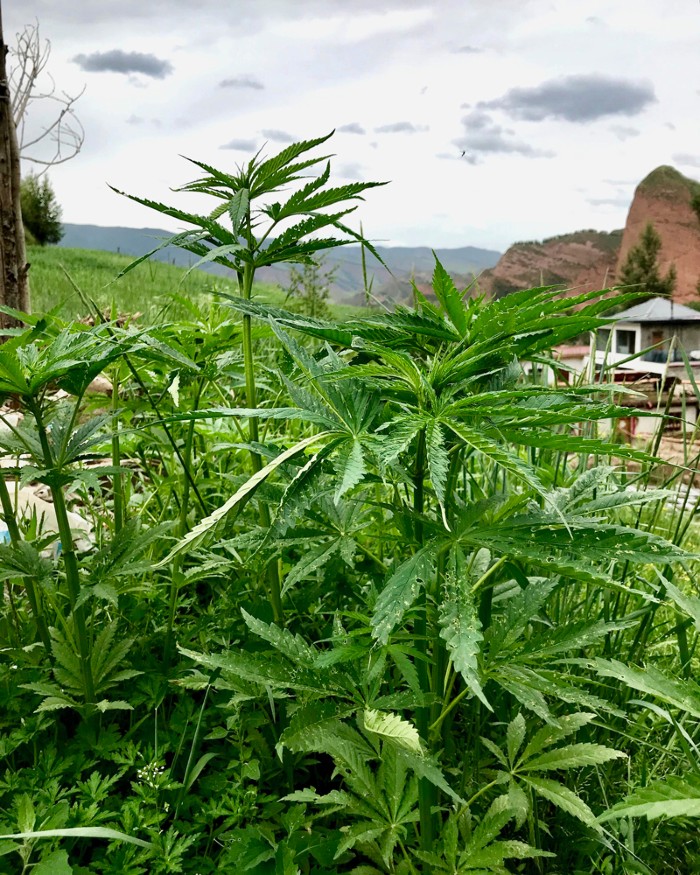 Raças tradicionais de cannabis na China central