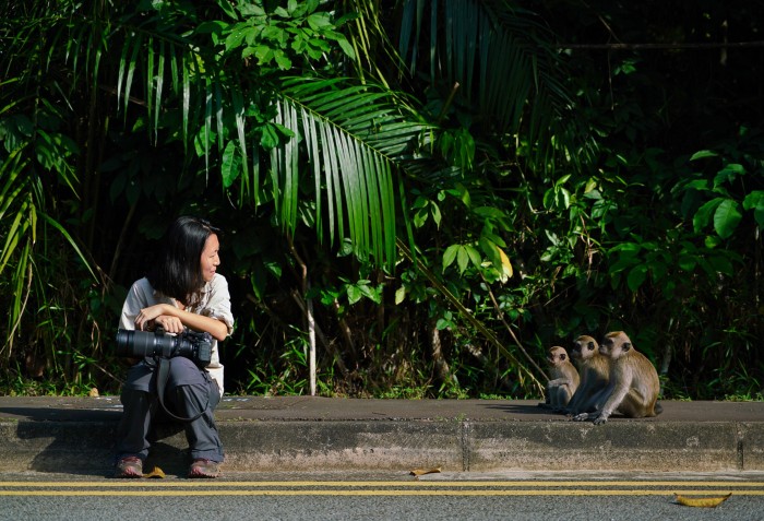 Andie Ang and her long-tailed macaques.