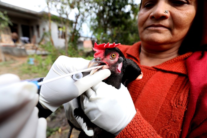 A woman holds a black chicken as an unseen vet inserts a swab into its beak to test for H5N1 virus, India