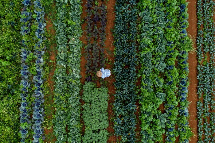 Bird's-eye view of an employee harvesting kale at an organic farm.