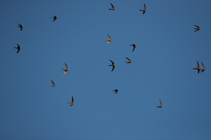 Across The Sahara In A Day Swifts Zip Across The Desert At Amazing Rates Research Highlights