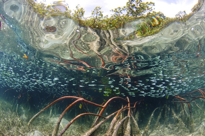 Red mangrove (Rhizophora mangle) water habitat with shoal of Silversides (Atherinomorus lacunosus), Eleuthera, Bahamas.