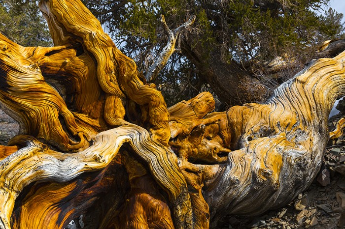 Great Basin Bristlecone Pine (Pinus longaeva) ancient tree in the White Mountains of California, USA.